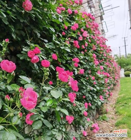 拾季花代表哪个季节?拾季花的寓意是什么?