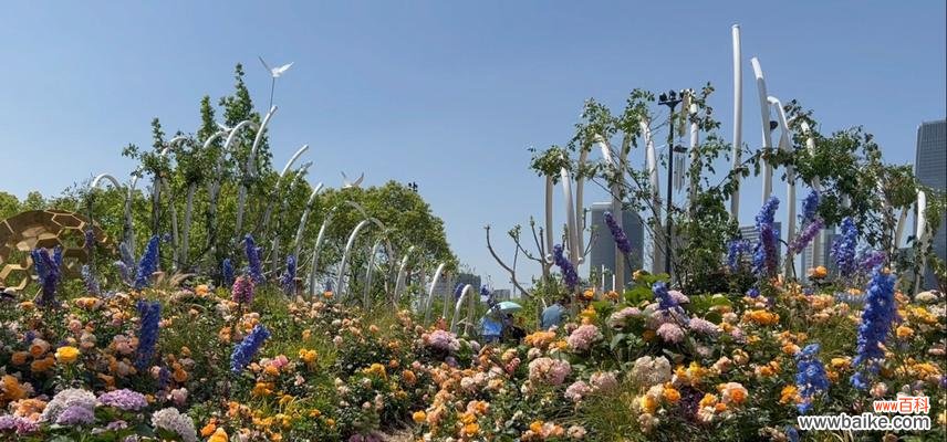 拾季花代表哪个季节?拾季花的寓意是什么?