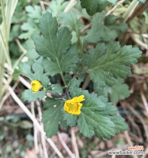 拾季花代表哪个季节?拾季花的寓意是什么?