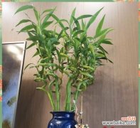 春节家里适合摆放的花寓意好是什么？它们象征着什么？