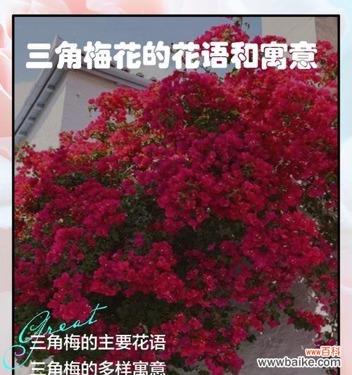 花的颜色如何影响其寓意?颜色与花语有何联系?