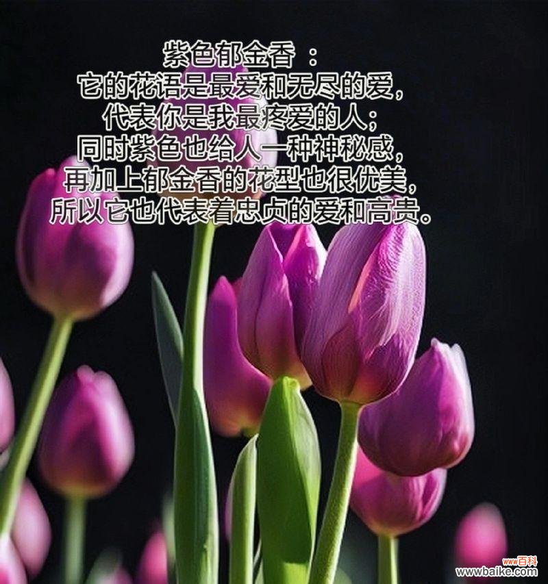 花的颜色如何影响其寓意?颜色与花语有何联系?