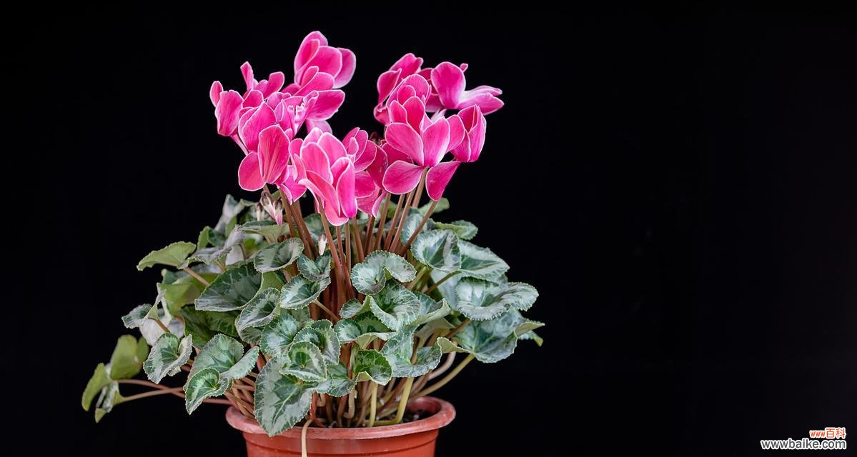 长寿花一帆风顺的寓意是什么?它象征着什么?