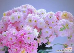 长寿花一帆风顺的寓意是什么？它象征着什么？