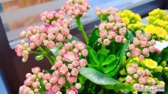 送绿色花的含义是什么？