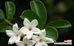 青年节佩戴茉莉花有何深意？