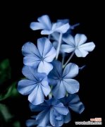 哪种蓝色花寓意吉祥？