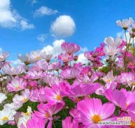 华夏传说中有哪些花的寓意？