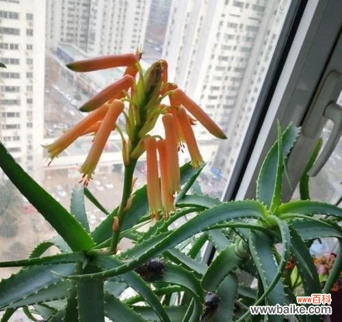 探寻芦荟开花的意义及象征 芦荟绽放的寓意