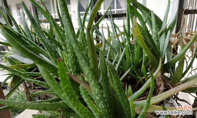 探寻芦荟开花的意义及象征 芦荟绽放的寓意