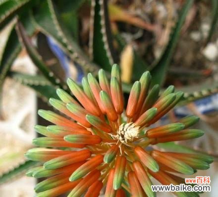 探寻芦荟花语的深层寓意与传承 芦荟花语的意义及传统文化内涵