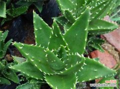 探寻芦荟花语的深层寓意与传承 芦荟花语的意义及传统文化内涵