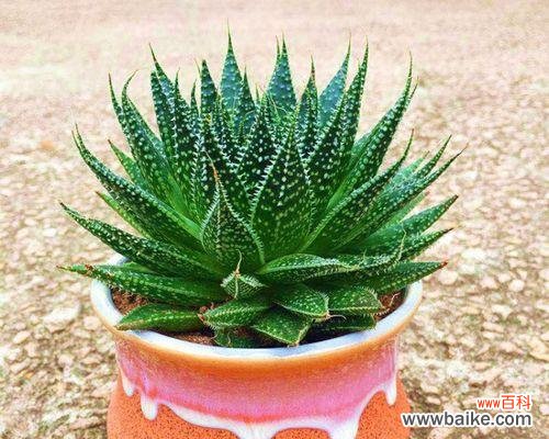 探寻芦荟花语的深层寓意与传承 芦荟花语的意义及传统文化内涵