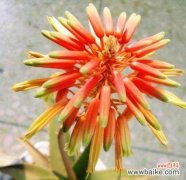 揭开芦荟神奇的疗愈之力和寓意深远的花语 芦荟的花语与传说