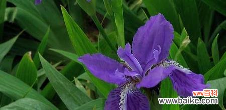 一朵花的寓意 鸾尾花的寓言和象征