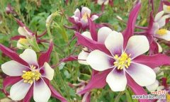 耧斗菜的花语是什么 耧斗菜的花语——坚持与成长