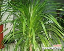 寓意繁荣与坚韧的龙血树 龙血树