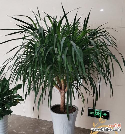 探索龙血树的寓意与象征意义 龙血树