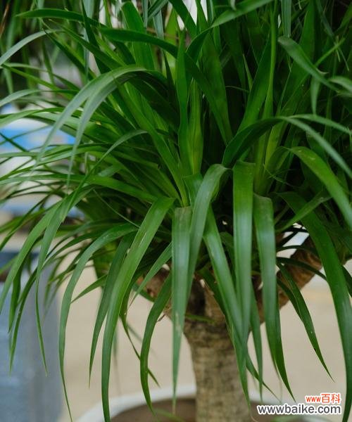 探索龙血树的寓意与象征意义 龙血树