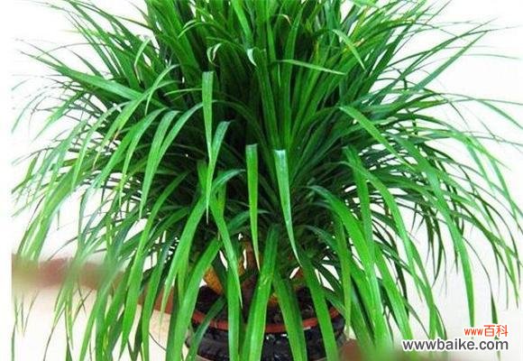 探索龙血树的寓意与象征意义 龙血树