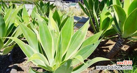 探索龙舌兰的丰富内涵与象征意义 龙舌兰