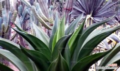 探索龙舌兰的丰富内涵与象征意义 龙舌兰