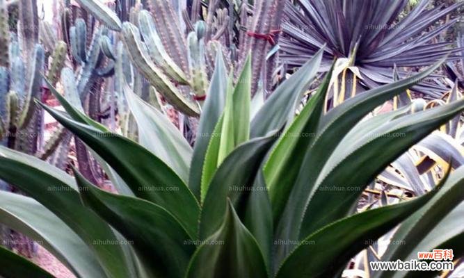 探索龙舌兰的丰富内涵与象征意义 龙舌兰