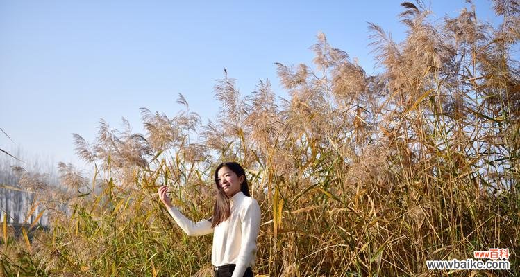 探秘芦苇的象征意义与多样应用 芦苇的花语与用途