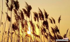 探秘芦苇的象征意义与多样应用 芦苇的花语与用途