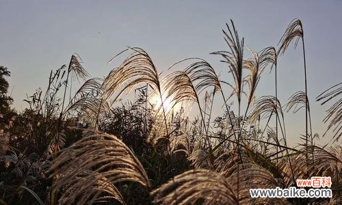 探秘芦苇的象征意义与多样应用 芦苇的花语与用途