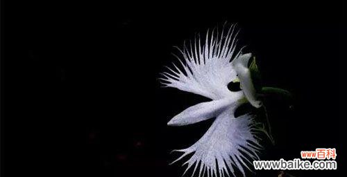 解读鹭草花语与传说 鹭草的花语与传说