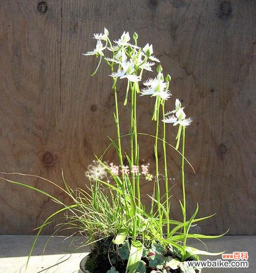 解读鹭草花语与传说 鹭草的花语与传说