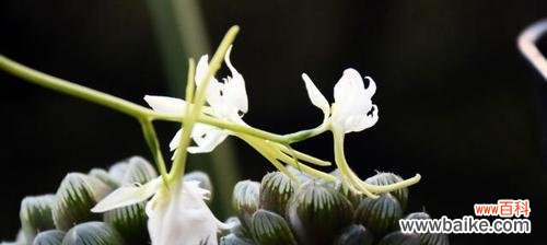 解读鹭草花语与传说 鹭草的花语与传说