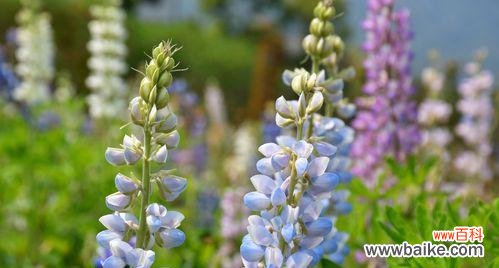 探寻鲁冰花花语的象征之道 鲁冰花花语的深刻意义