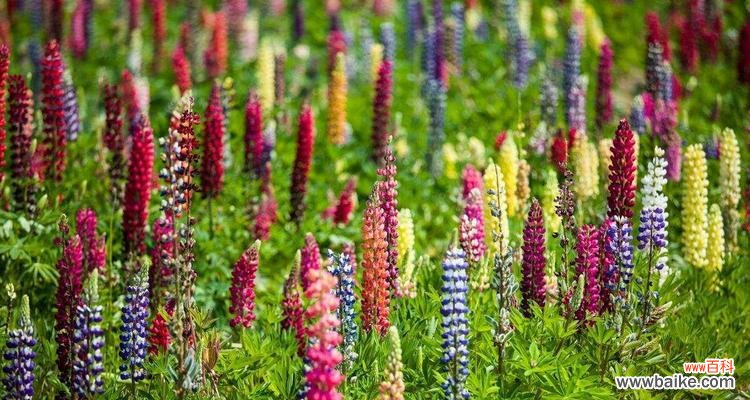 探寻鲁冰花花语的象征之道 鲁冰花花语的深刻意义