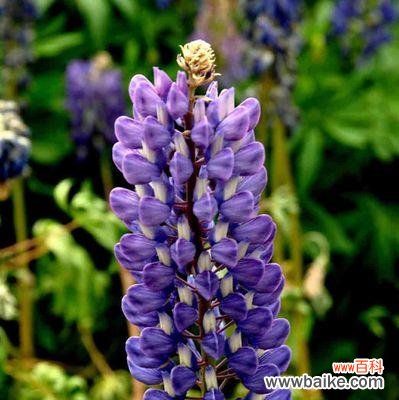 探寻鲁冰花花语的象征之道 鲁冰花花语的深刻意义