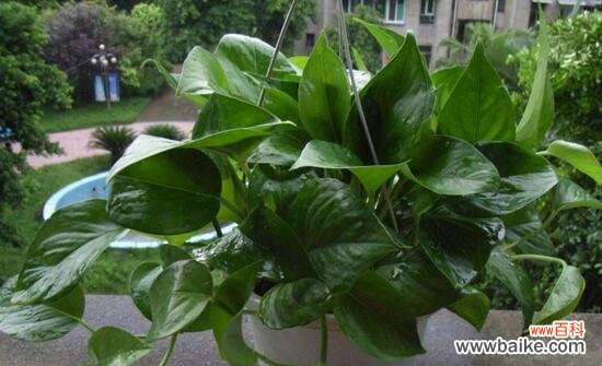 探寻绿萝的花语和寓意 绿萝