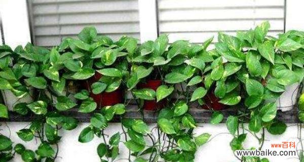 探寻绿萝的花语和寓意 绿萝