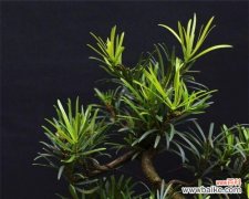 探索罗汉松的文化价值与寓意 探寻罗汉松的象征意义