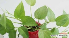 探究绿萝的象征意义与养护要点 绿萝花语与其寓意