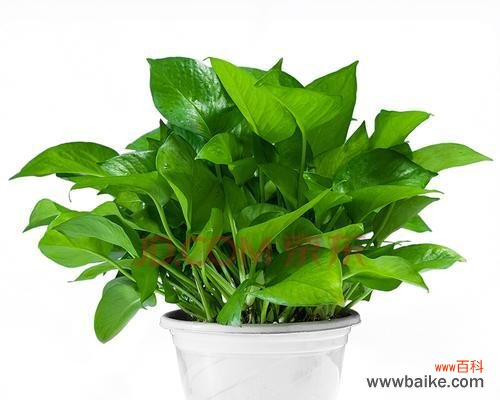 探究绿萝的象征意义与养护要点 绿萝花语与其寓意