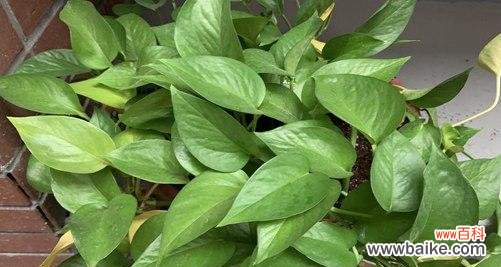 探索绿萝的花语含义及其神秘力量 绿萝的花语传递着什么