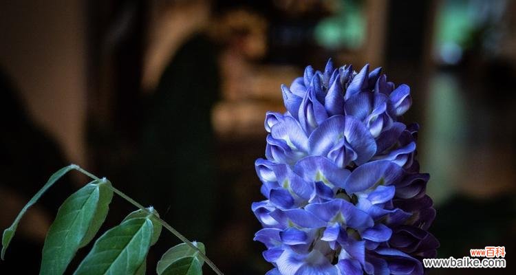 探索花海 花开神秘之美