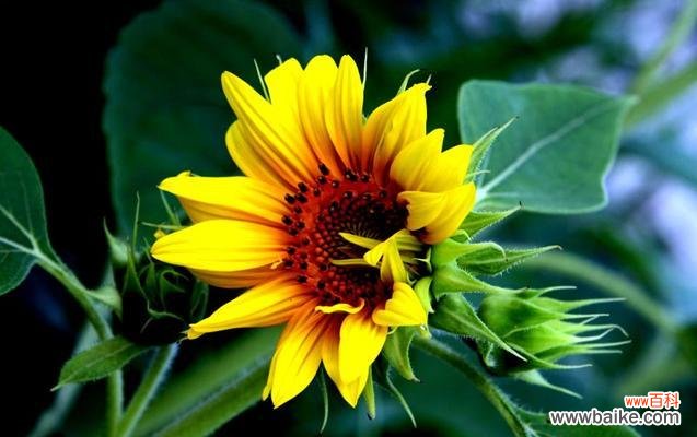 绽放希望与快乐的花海 传递正能量的花朵之美