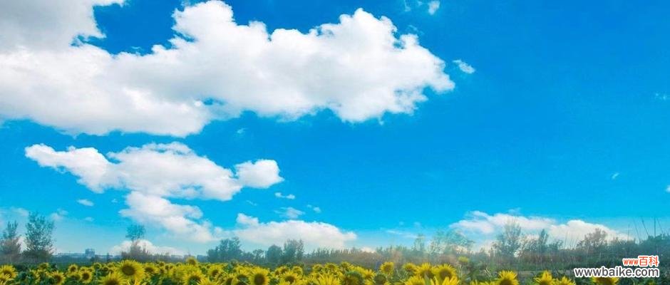 绽放希望与快乐的花海 传递正能量的花朵之美