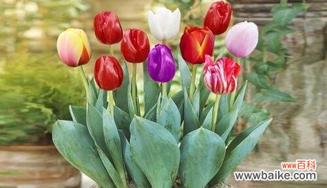 绽放希望与快乐的花海 传递正能量的花朵之美