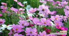 揭秘自然中的智者 智慧之源