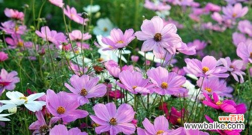 揭秘自然中的智者 智慧之源