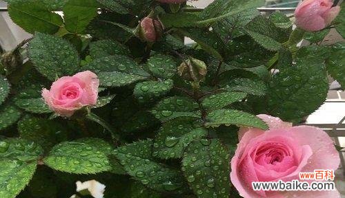 揭秘自然中的智者 智慧之源