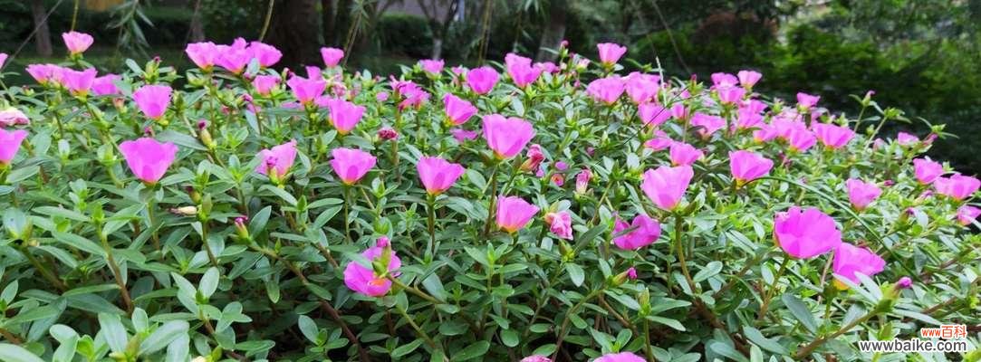 揭秘自然中的智者 智慧之源